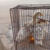 جوجه اردک