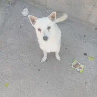 سگ نره|سگ|رودان, |دیوار