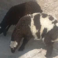 ۲راس بره نرو ماده برها شال هستن روپا دونه ۲۳۵۰۰