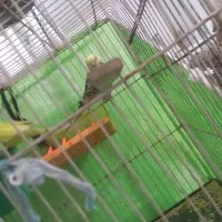 پرنده مرغ عشق بالغ جفتی ۴۵۰تومن|پرنده|مشهد, شهید قربانی|دیوار