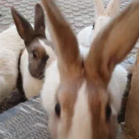 ۴تاخرگوش معاوضه|موش و خرگوش|کرمانشاه, |دیوار