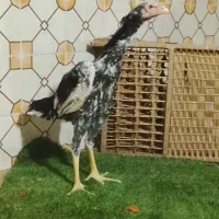 جوجه خروس لاری بابای شاموزاتی خالص