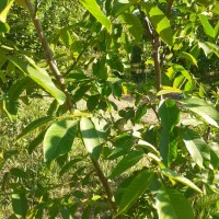 باغ گردو کهن روستای نور اباد درغول سابق