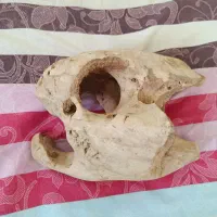 سنگ کلکسیونی از زیبایی های خلقت