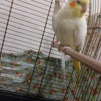 عروس هلندی بالغ|پرنده|نسیمشهر, |دیوار