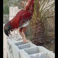 با جوجه عوض میشه