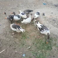 فروش غاز