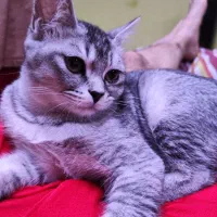 بریتیش سیلور