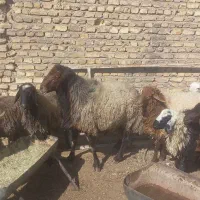 میش قوچ بره|حیوانات مزرعه|مبارکه, |دیوار