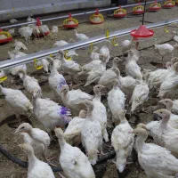 فروش جوجه بوقلمون بیوتی 42 روزه