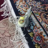 عروس هلندی جفت