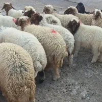 بره ماده داشتی|حیوانات مزرعه|آبدانان, |دیوار