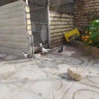 دوتا شهری با یه طوقی