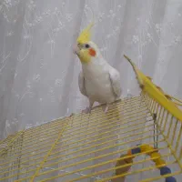 دو عدد عروس هلندی نر با قفس