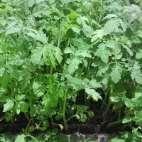 نشا گوجه ای گیلاسی|گل و گیاه طبیعی|قم, انسجام|دیوار