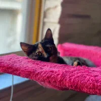 واگذاری گربه ۴ماهه|گربه|رشت, سعدی (تختی)|دیوار