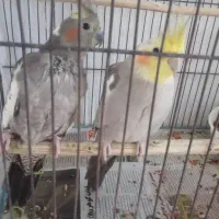 عروس هلندی|پرنده|لاهیجان, کوی خزر|دیوار