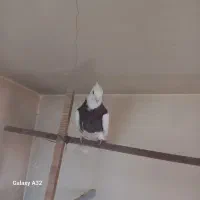 کفتر طوقی و عروس هلندی|پرنده|قم, زند آباد|دیوار