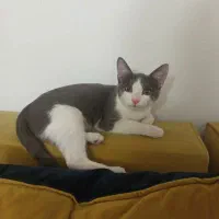 گربه ای پنج ماه گمشده|حیوانات|فردیس, سپید دشت|دیوار