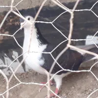 کفتر جفت ساده اتیشی وساده سیاه