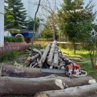 خریدو بریدن  همه نوع چوب باغات ویلا حیاط|خدمات باغبانی و درختکاری|مرند, |دیوار