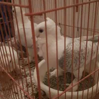 کبوتر بلژیکی اصل نوک قنار پرشی زینتی با جوجه باقفس|پرنده|فردیس, فردیس|دیوار