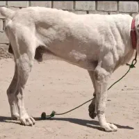 آلابای نر یک ساله از بهترین نسل روسی آماده ارسال|سگ|تهران, تهرانپارس شرقی|دیوار