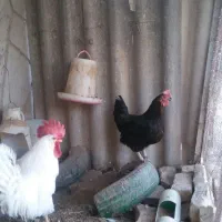مرغ محلی تخم گذار و خروس