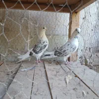 کفتر ناب کاشان
