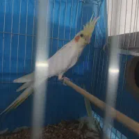 عروس هلندی نر