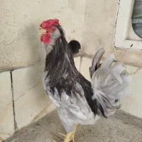 خروس گلین طوسی فول