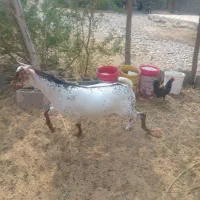 نهری|حیوانات مزرعه|قلعه قاضی, |دیوار