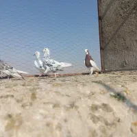 طوقی دم‌سفید سرور|پرنده|شیراز, شهرک مدرس|دیوار