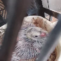 کفتر|پرنده|محمدشهر, محمدشهر|دیوار