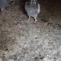 موکت دوتا نر