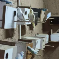 فروش عروس و کوتوله و جوجه سرلاکی