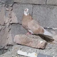 کبوتر‌یی|پرنده|ماکو, |دیوار