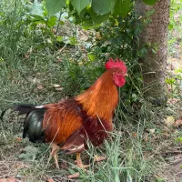 خروس