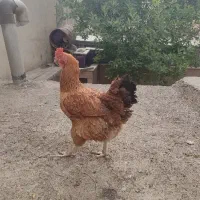 مرغ رسمی تخم گذار