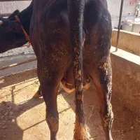 گاو آبستن|حیوانات مزرعه|نوکنده, |دیوار