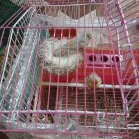 قناری جفت خورده سهره نر قناری نر