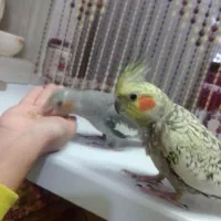 یک جفت عروس هلندی دستی