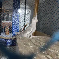 عروس هلندی وایت فیس ماده