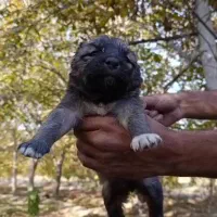 تو سگ سرابی شجره دار|سگ|رشت, منظریه|دیوار