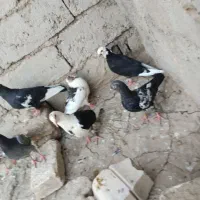 کبوتر|پرنده|زهک, |دیوار