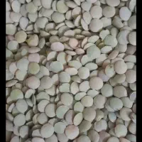 عدس تازه ورزقان