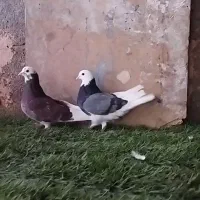 کبوتر  شازده