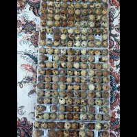 تخم بلدرچین نطفه دار