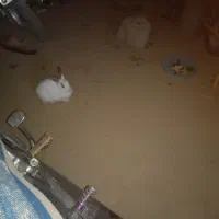 خرگوش|موش و خرگوش|نورآباد, |دیوار