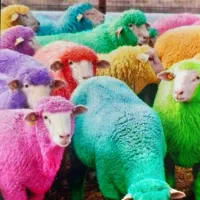 یکدست کله پاچه تازه و پاک نشده